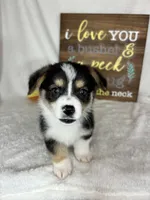 Chico, a male Pembroke Welsh Corgi for sale in Greenfield, IN – Photo 3 of 5