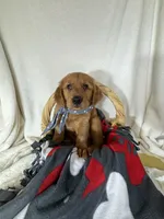 Cooper, a male Golden Retriever for sale in Greenfield, IN – 2 of 5