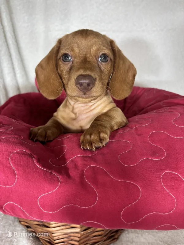 Duke – Dachshund puppy for sale in Greenfield, IN