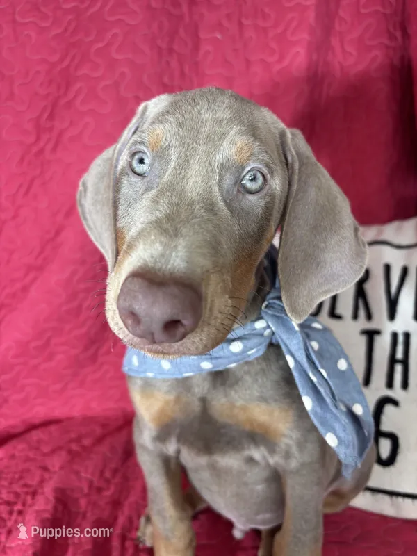 Dalton – Doberman Pinscher puppy for sale in Greenfield, IN