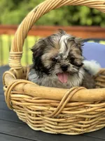 Skittle, a male Shih Tzu for sale in Greenfield, IN – 4 of 4
