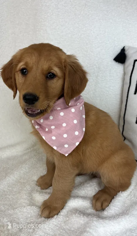 Gigi – Golden Retriever puppy for sale in Greenfield, IN