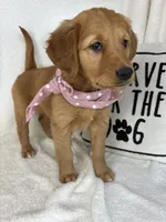 Gigi, a female Golden Retriever for sale in Greenfield, IN – 2 of 5