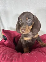 Diesel, a male Dachshund for sale in Greenfield, IN – 6 of 7