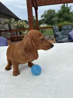 Rex, a male Dachshund for sale in Greenfield, IN – 5 of 5