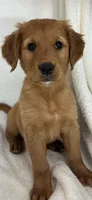 Gloria, a female Golden Retriever for sale in Greenfield, IN – 1 of 4