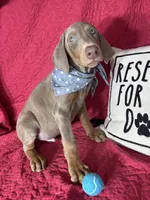 Dalton, a male Doberman Pinscher for sale in Greenfield, IN – 6 of 6