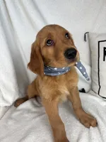 Goose, a male Golden Retriever for sale in Greenfield, IN – 5 of 6