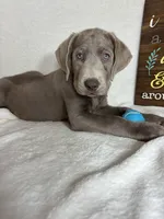 Slate, a male Labrador Retriever for sale in Greenfield, IN – 5 of 5