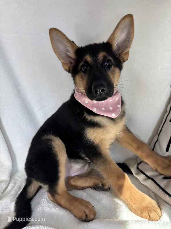 Gladys – German Shepherd Dog puppy for sale in Greenfield, IN