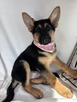 Gladys, a female German Shepherd Dog for sale in Greenfield, IN – 1 of 3