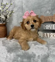 Phoebe, a female Cavapoo for sale in Greenfield, IN – Photo 3 of 5
