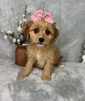 Phoebe, a female Cavapoo for sale in Greenfield, IN – Photo 4 of 5