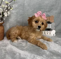 Phoebe, a female Cavapoo for sale in Greenfield, IN – Photo 5 of 5