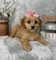 Phoebe, a female Cavapoo for sale in Greenfield, IN – Photo 2 of 5