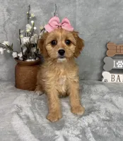 Phoebe, a female Cavapoo for sale in Greenfield, IN – Photo 1 of 5