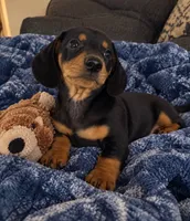 Dalton, a male Dachshund for sale in Greenfield, IN – 4 of 4
