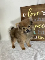 Pom Pom, a male Pomeranian for sale in Greenfield, IN – 5 of 5