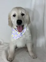 Gracie, a female English Cream Golden Retriever for sale in Greenfield, IN – 3 of 4