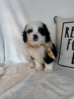 Max, a male Bernedoodle for sale in Greenfield, IN – 5 of 5