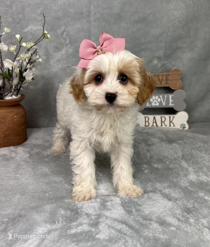 Rachel – Cavapoo puppy for sale in Greenfield, IN