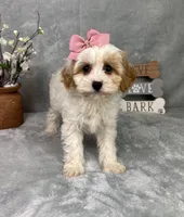 Rachel, a female Cavapoo for sale in Greenfield, IN – Photo 1 of 5