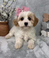 Rachel, a female Cavapoo for sale in Greenfield, IN – Photo 5 of 5