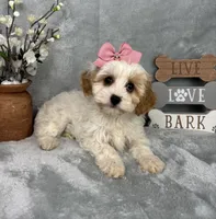 Rachel, a female Cavapoo for sale in Greenfield, IN – Photo 4 of 5