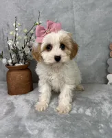 Rachel, a female Cavapoo for sale in Greenfield, IN – Photo 2 of 5
