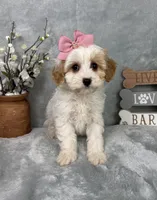 Rachel, a female Cavapoo for sale in Greenfield, IN – Photo 3 of 5