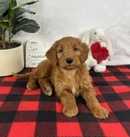 Gala, a female Miniature Goldendoodle for sale in Greenfield, IN – Photo 3 of 5