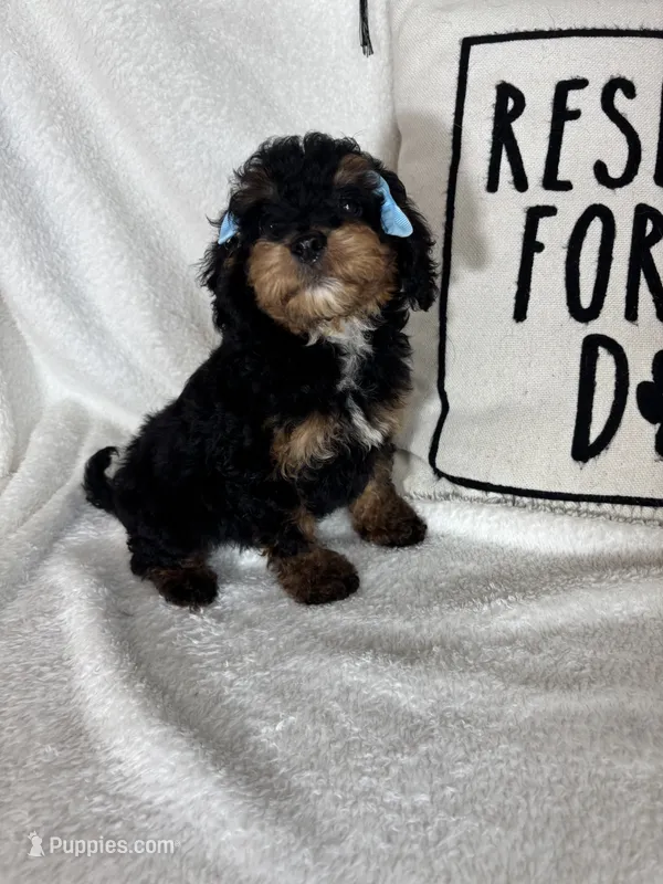 Mira – Bernedoodle puppy for sale in Greenfield, IN