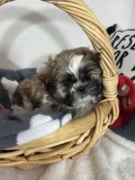 Skittle, a male Shih Tzu for sale in Greenfield, IN – 2 of 4
