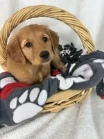 Gigi, a female Golden Retriever for sale in Greenfield, IN – 4 of 5