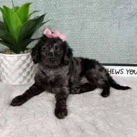 Marcia, a female Miniature Aussiedoodle for sale in Greenfield, IN – Photo 5 of 5