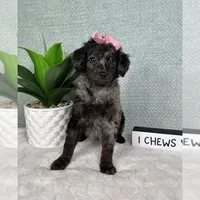 Marcia, a female Miniature Aussiedoodle for sale in Greenfield, IN – Photo 3 of 5