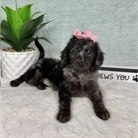 Marcia, a female Miniature Aussiedoodle for sale in Greenfield, IN – Photo 1 of 5
