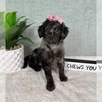 Marcia, a female Miniature Aussiedoodle for sale in Greenfield, IN – Photo 2 of 5