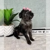 Marcia, a female Miniature Aussiedoodle for sale in Greenfield, IN – Photo 4 of 5