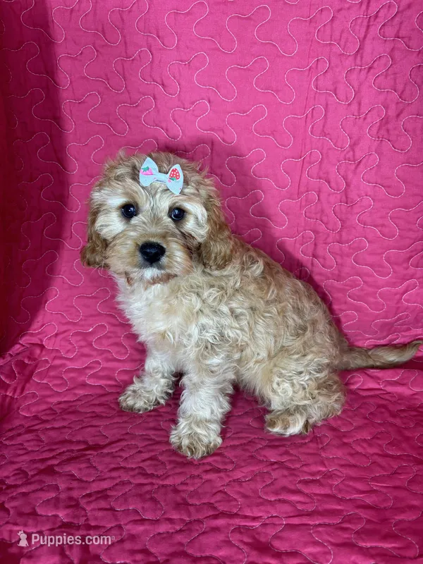 Monica, a female Cavapoo for sale in Greenfield, IN – 1 of 4