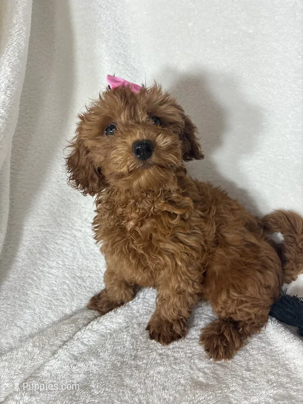 Gracie – Miniature Goldendoodle puppy for sale in Greenfield, IN