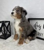 Joey, a male Miniature Bernedoodle for sale in Greenfield, IN – Photo 4 of 5