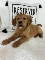 Gloria, a female Golden Retriever for sale in Greenfield, IN – 3 of 4