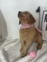 Sandy, a female Golden Retriever for sale in Greenfield, IN – 2 of 5