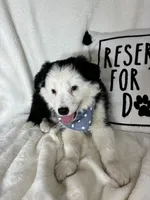 Bentley, a male Border Collie for sale in Greenfield, IN – 4 of 5