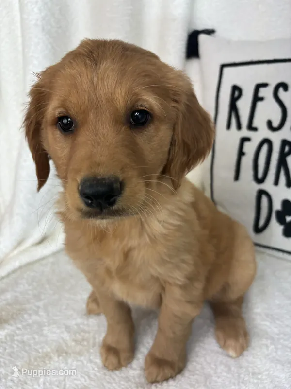 Gwen – Golden Retriever puppy for sale in Greenfield, IN
