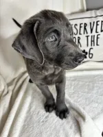 Bailey, a female Labrador Retriever for sale in Greenfield, IN – 4 of 4