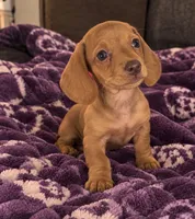 Duke, a male Dachshund for sale in Greenfield, IN – 4 of 5
