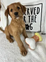 Gloria, a female Golden Retriever for sale in Greenfield, IN – 4 of 4