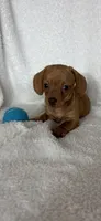 Dylan , a male Dachshund for sale in Greenfield, IN – 2 of 5